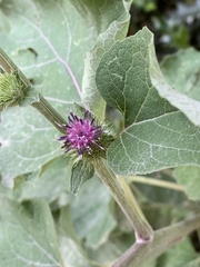 Arctium minus