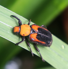Clinterocera bicolor