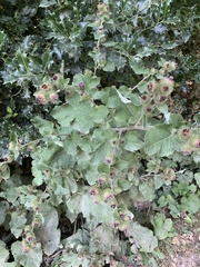 Arctium minus