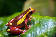 Dendropsophus bifurcus