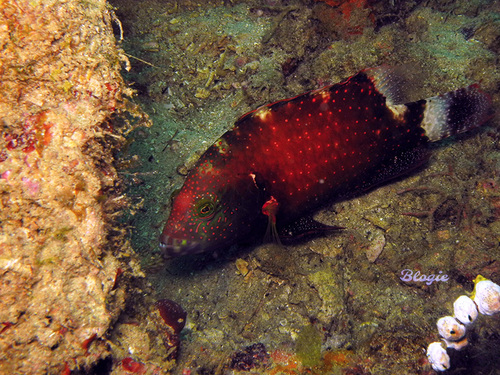 Floral Maori Wrasse