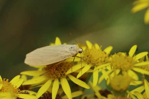 Dingy Footman photo 4