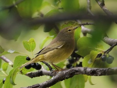 Leiothlypis celata celata