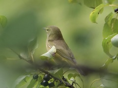 Leiothlypis celata celata
