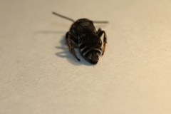 Triepeolus michiganensis