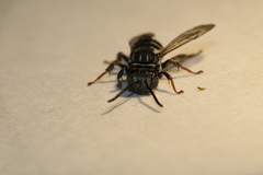 Triepeolus michiganensis