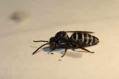 Triepeolus michiganensis