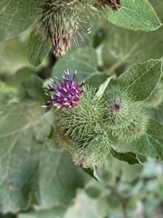 Arctium minus