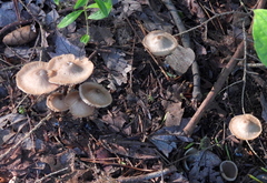 Entoloma subcapitatum