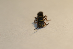 Nomada tiftonensis