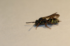 Nomada tiftonensis