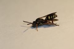 Nomada tiftonensis