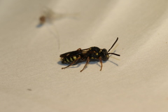 Nomada tiftonensis