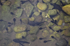 Rhinella limensis