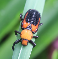 Clinterocera bicolor