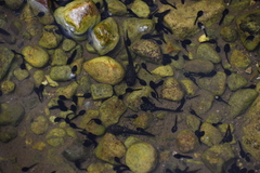 Rhinella limensis
