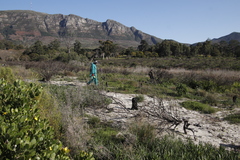 Aspalathus retroflexa retroflexa