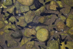 Rhinella limensis