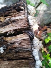 Cypherotylus californicus