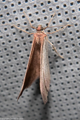 Drepanulatrix carnearia