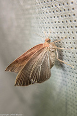 Drepanulatrix carnearia