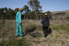 Aspalathus retroflexa retroflexa