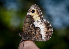 Hipparchia alcyone