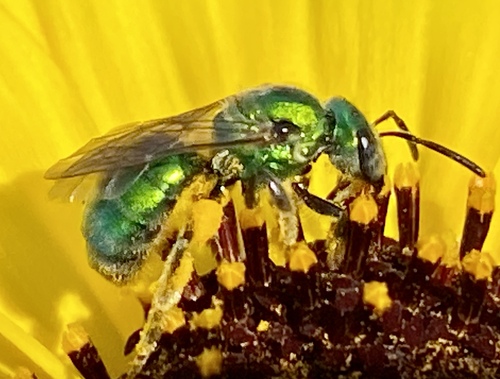 iNaturalist observation photo of Peridot Sweat Bee
