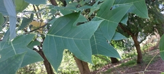 Liriodendron tulipifera
