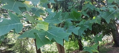 Liriodendron tulipifera
