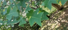 Liriodendron tulipifera