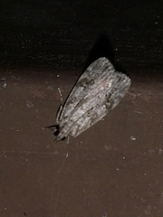 Scoparia subfusca