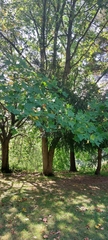 Liriodendron tulipifera