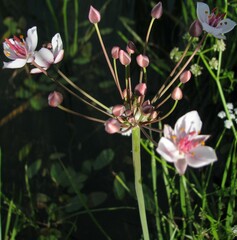 Butomus umbellatus