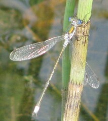 Lestes sponsa