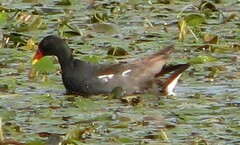 Gallinula chloropus