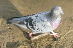 Columba livia
