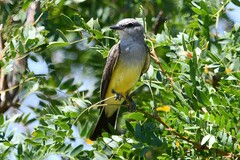 Tyrannus verticalis
