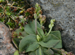 Plantago major intermedia