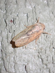 Ponana rubida