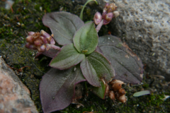Plantago major intermedia