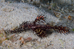 Harlequin Ghost Pipefish photo 5
