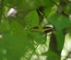 Papilio ornythion ornythion