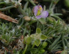 Spergularia rubra
