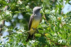 Tyrannus verticalis