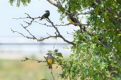 Tyrannus verticalis