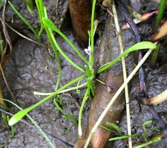 Limosella acaulis