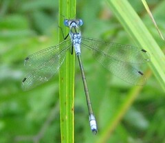 Lestes sponsa