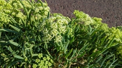 Crithmum maritimum