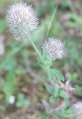 Trifolium arvense